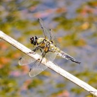 Стрекоза :: Лариса С.