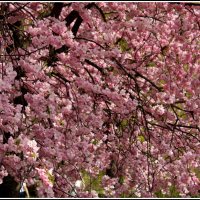 Сакура цветет.... :: Aleksandr Gal