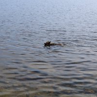 Открытие купального сезона :: Ольга 