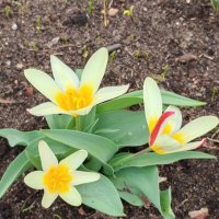 Первые :: Елена Семигина