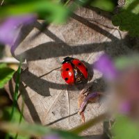 Божья коровка :: Алефтина 