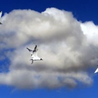 *** :: Ирина Олехнович