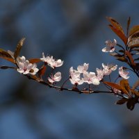 Весна. :: Александр. AVG100 ---