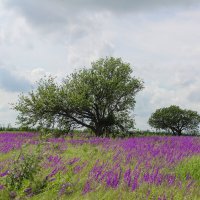 Весна. :: Александр. AVG100 ---