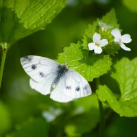 Просто бабочка :: Алефтина 