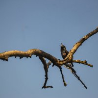 ЗаслуШАНный певец :: Игорь Протасов