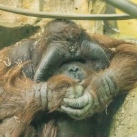 Орангутан БАТУ :: Аркадий Лаптенко