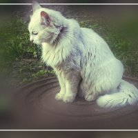 ЗАДУМАЛАСЬ :: Владимир Кроливец