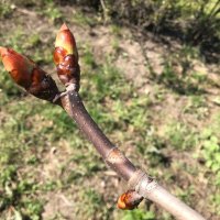 "Весна - сны и запахи вторгаются в мозг.  Весна - аллергия и авитаминоз..." :: zavitok *