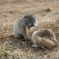 Любовь и суслики :: Сергей Герасимов