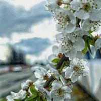 да здравствует весна.. :: Георгий Никонов