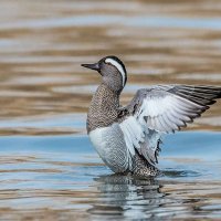 Чирок трескунок. :: Николай Ловец
