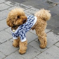 Модный пудель. :: Милешкин Владимир Алексеевич 