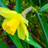 Нарцисс на городской клумбе. :: Милешкин Владимир Алексеевич 