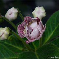 Глоксиния :: Студия фотографии