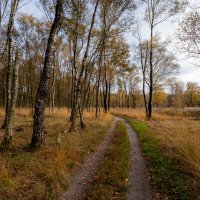 Осенней дорожкой... :: Николай Гирш