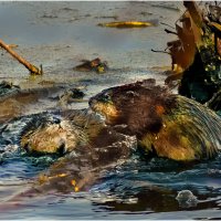 Строгое воспитание :: Валентин Котляров