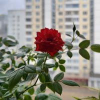 Мой домашний садик) :: Любовь 