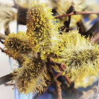 Весеннее настроение. :: Лилия *