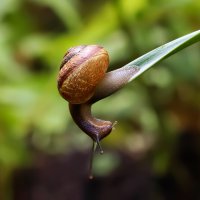 улитка :: Laryan1 