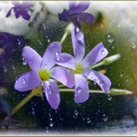 Капельки дождинки ... :: Валентина Надсон