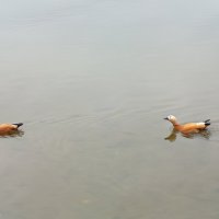 Ты от меня что ли уплываешь? Одумайся! :: Андрей Лукьянов