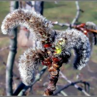 Пробуждение :: Ольга Довженко