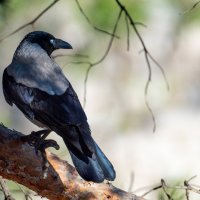 Птицы в городе :: Владимир Лазарев