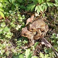 Весна ) :: Veera V