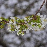 Еще веточка вишни :: Giant Tao /