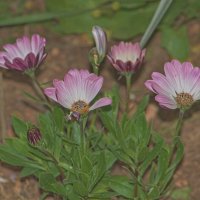 Остеоспермум :: Giant Tao /