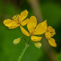 Чистотел :: Игорь Сикорский