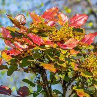 Магония падуболистная :: Игорь Сикорский