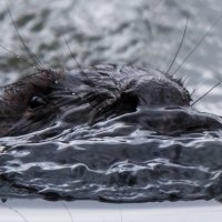 Бобр :: Владимир Безбородов