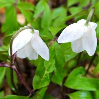 Ветреницы под дождём. :: Милешкин Владимир Алексеевич 