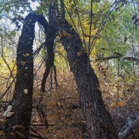 ....... :: Елена Шаламова