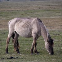 *** :: Геннадий Порохов