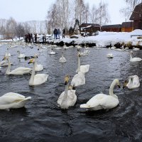 В заказнике :: Татьяна Лютаева