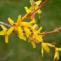 Форзиция цветёт в горах Алтая :: Татьяна Лютаева