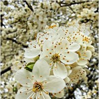 ******* :: Валерия Комова