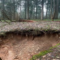 В лесу :: Андрей Л. В.