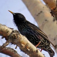 Скворец :: Valentina K