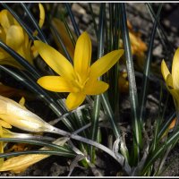 Время крокусов :: Aleksandr Gal