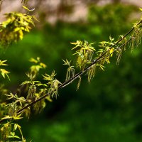 Весна! Всё цветёт, всё распускается. :: Юрий Гайворонскiий