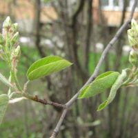 Весеннее :: Елена Семигина