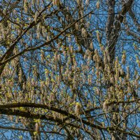 Кисточки! :: Варвара 