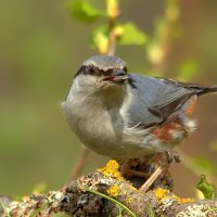 ... :: Вячеслав Минаев