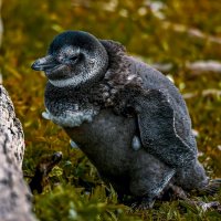 Галапагосский пингвин :: Aleksey Afonin