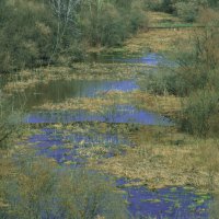 Уже ВЕСНА - Речка Подборенка :: Владимир Максимов