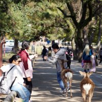 Нара и ее обитатели. :: Liliya 